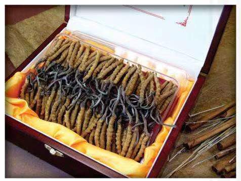 安康冬虫夏草回收